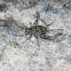 Leptonemobius variegatus