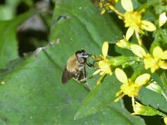 Pterallastes thoracicus