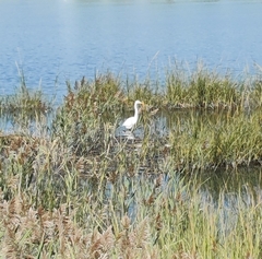 Ardea alba