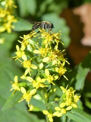 Pterallastes thoracicus