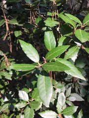 Quercus coccifera