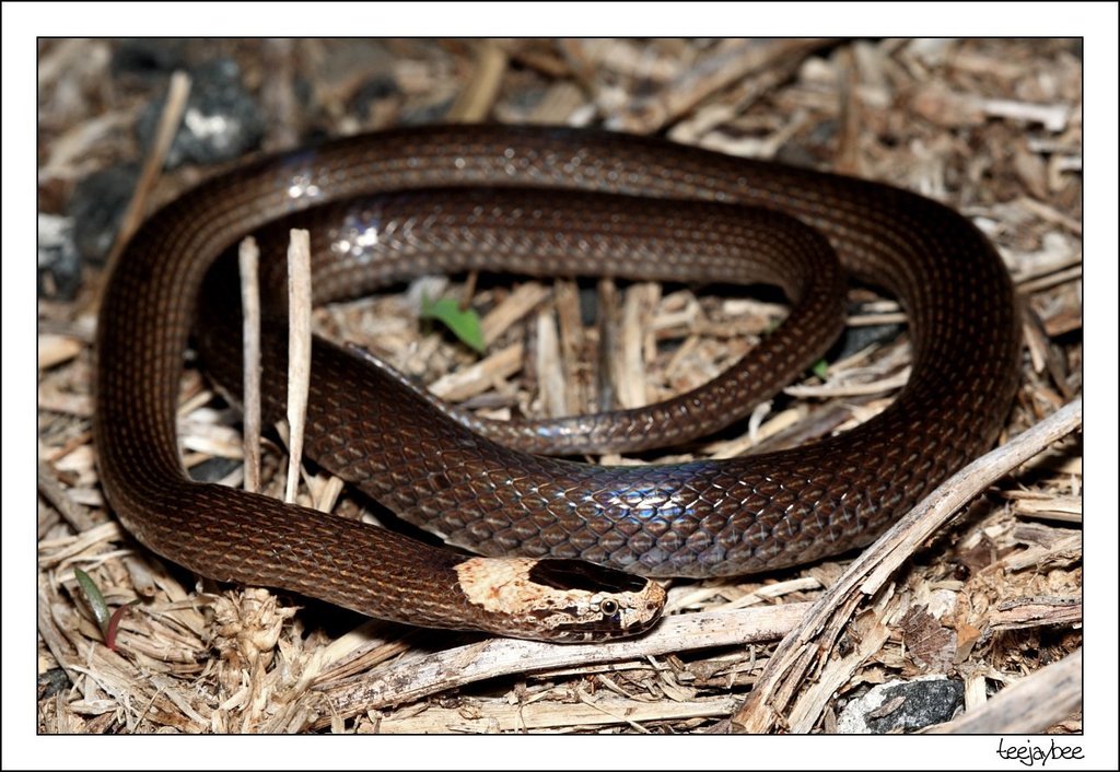 White-crowned Snake