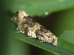 Syricoris lacunana