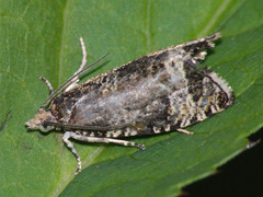 Syricoris lacunana