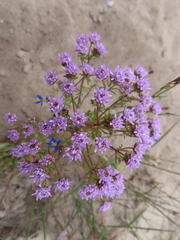 Phyllopodium cephalophorum