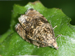 Syricoris lacunana