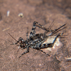 Leptonemobius variegatus