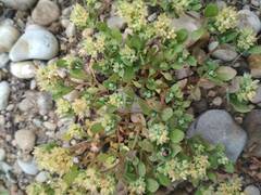 Polycarpon tetraphyllum