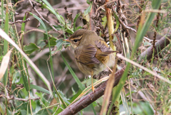 Phylloscopus schwarzi