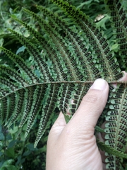 Dryopteris wallichiana