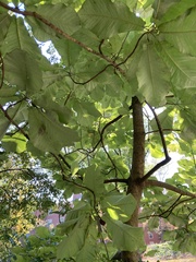 Magnolia macrophylla