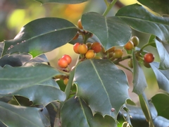 Ilex aquifolium