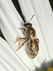 Lasioglossum pilosum