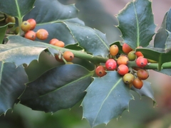Ilex aquifolium