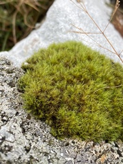 Racomitrium heterostichum