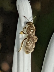 Lasioglossum pilosum