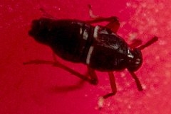 Pissonotus marginatus