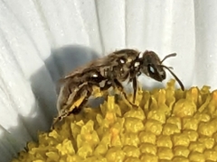 Lasioglossum pilosum