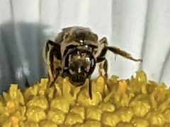 Lasioglossum pilosum
