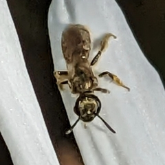 Lasioglossum pilosum