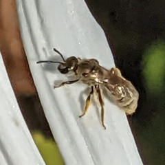 Lasioglossum pilosum