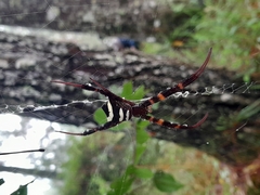 Argiope reinwardti