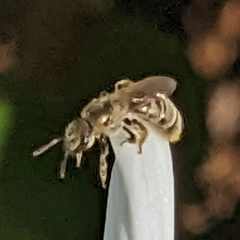 Lasioglossum pilosum