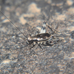 Leptonemobius variegatus