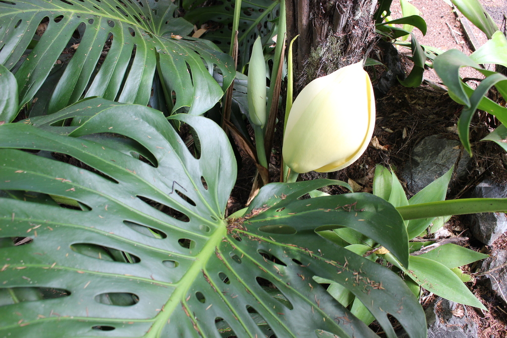 cataleya plant Cattleya (Laelia) purpurata variety sanguinea – Fragrant – Orchid Design