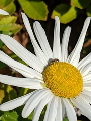 Lasioglossum pilosum