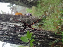 Argiope reinwardti