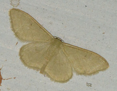 Idaea straminata