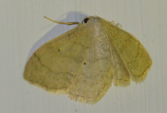Idaea straminata