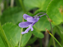 Pinguicula macroceras