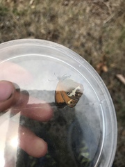 Coenonympha arcania