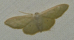 Idaea straminata