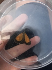 Coenonympha arcania