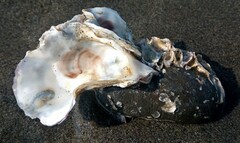 Ostreidae
