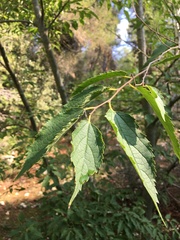 Celtis australis