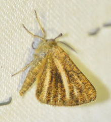 Isturgia limbaria