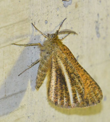 Isturgia limbaria