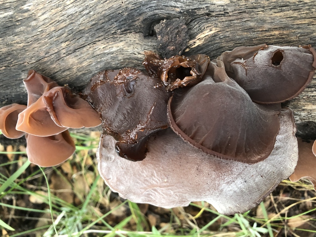 Wood ear fungi from W Paraiso Rd, San Simon, AZ, US on October 08, 2022