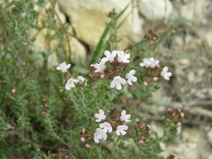 Thymus vulgaris