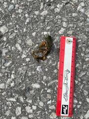 Lithobates clamitans