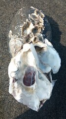 Ostreidae