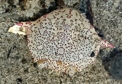 Matuta