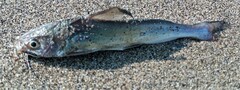 Siluriformes