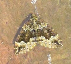 Lampropteryx suffumata