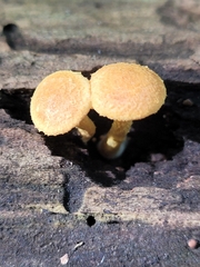 Pholiota granulosa