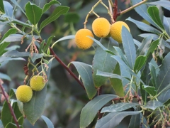 Arbutus unedo